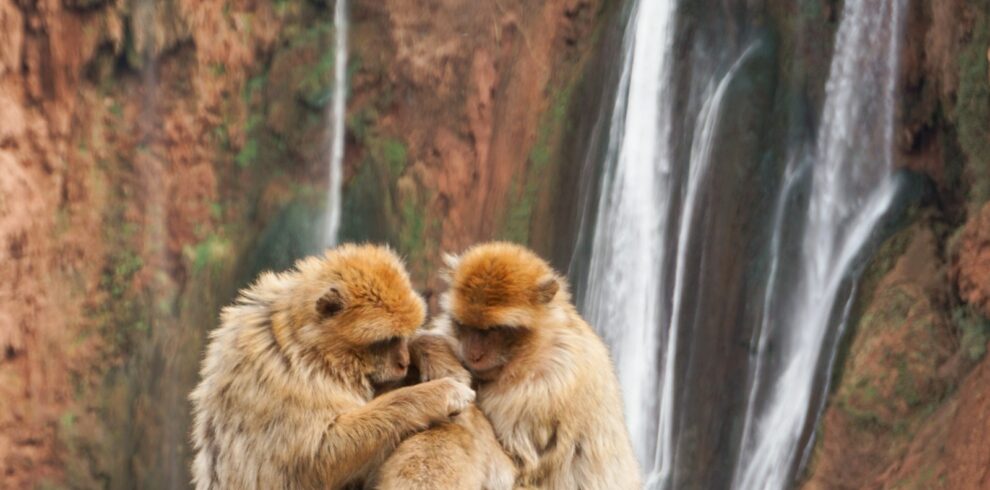 Ouzoud Waterfalls Day Trip from Marrakech